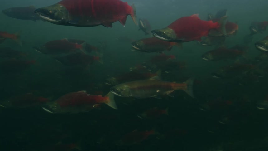 A school of red fish swimming in murky water near the surface