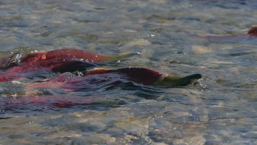 Fish fight with each other while spawning in shallow river during fall spawning season