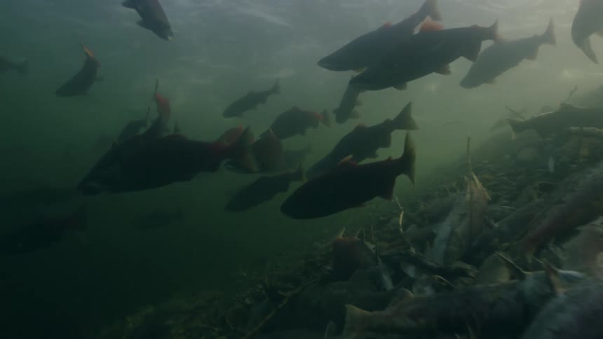Hundreds of fish swim over other sockeye salmon which died after spawning
