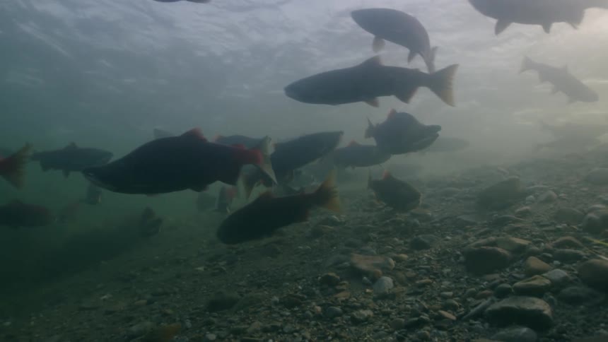 A school of sockeye salmon swimming in water