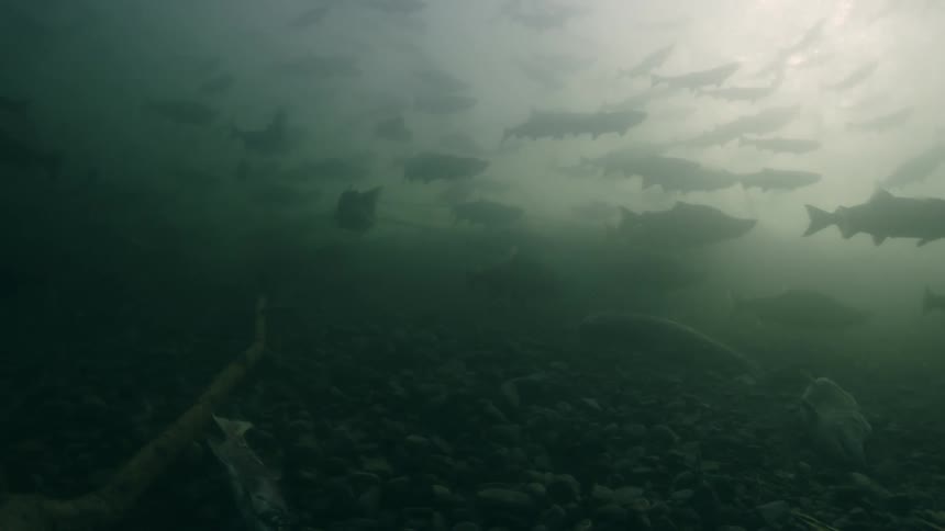 A school of sockeye salmon fish swimming underwater