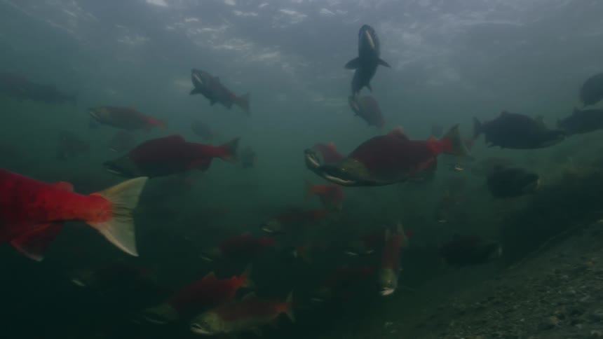 A group of red fish swimming underwater near the surface