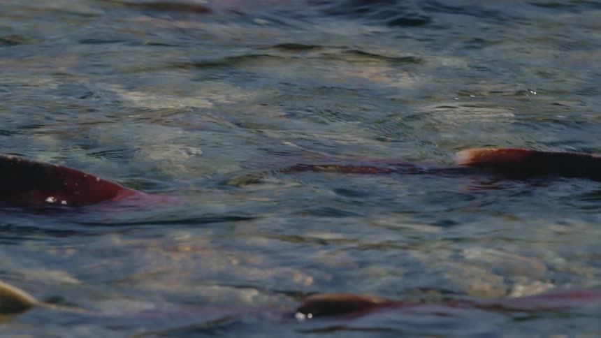 School of salmon fish swimming in water