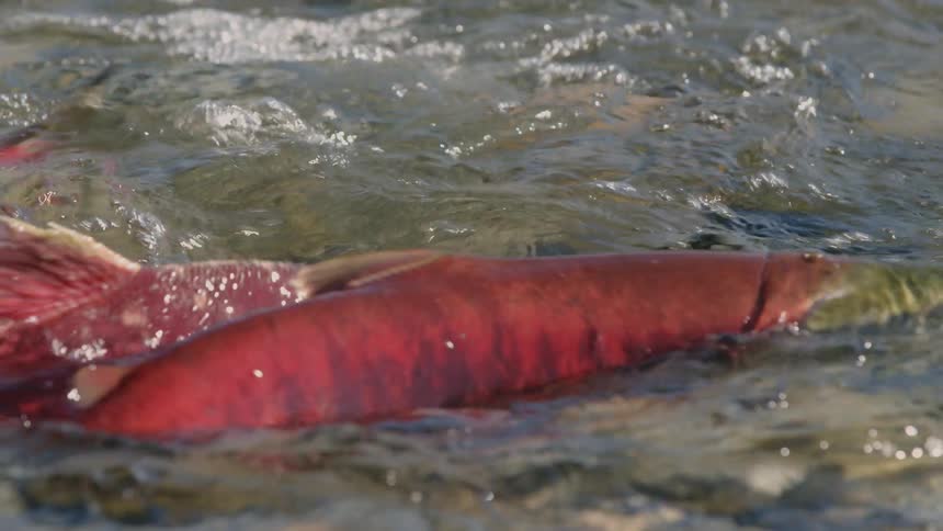 Fish are splashing as they swim in a shallow clear water stream as sunlight shines on the ripples in the water