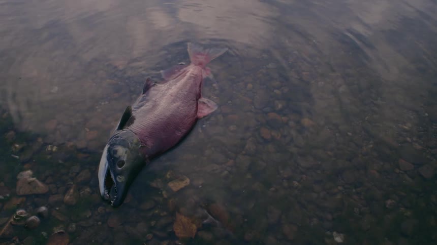 A dead Salmon is lying in the water along the shore as water ripples and waves