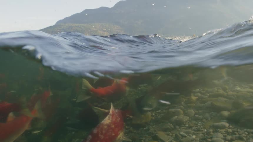A school of sockeye salmon swimming underwater