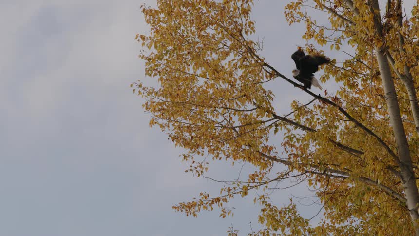 Bald Eagle sitting on tree branch flies away