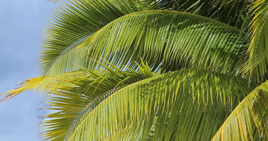 Leaves from a palm tree blowing in the wind