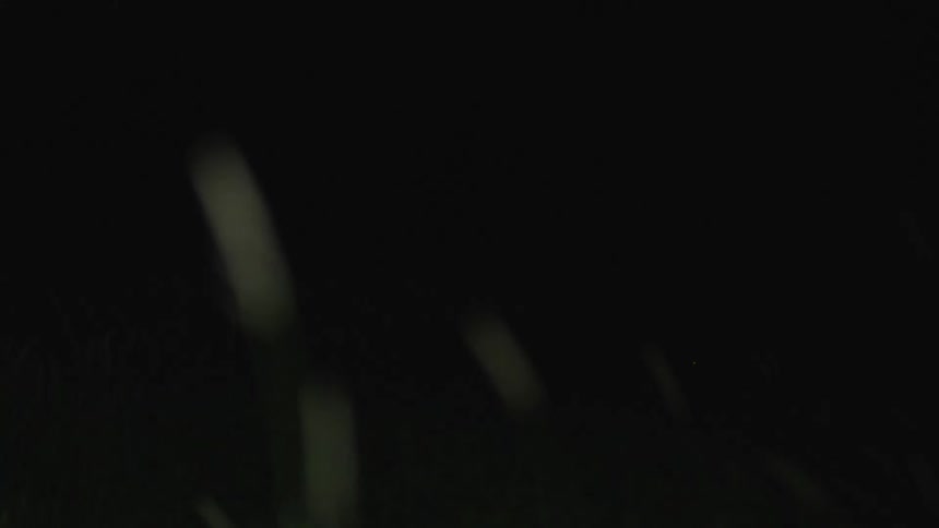 Light shines on a weeds and plants as the move in the breeze at night