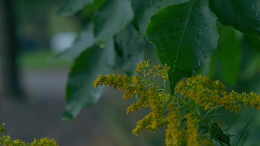 Plants and tree leaves move in the breeze in a neighborhood yard