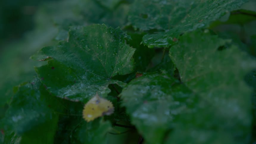 Rain coats plant leaves and drips off edge as it collects