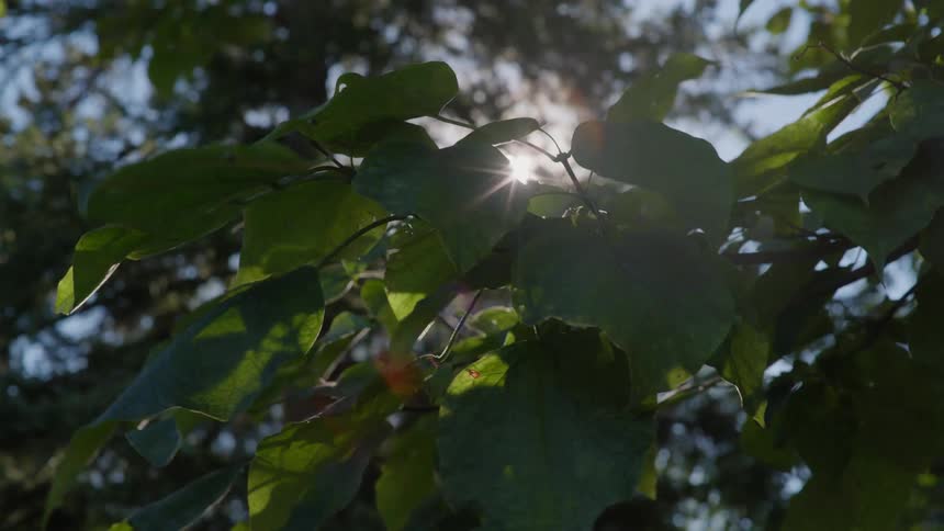 Close up view of leafy trees are displayed at dusk