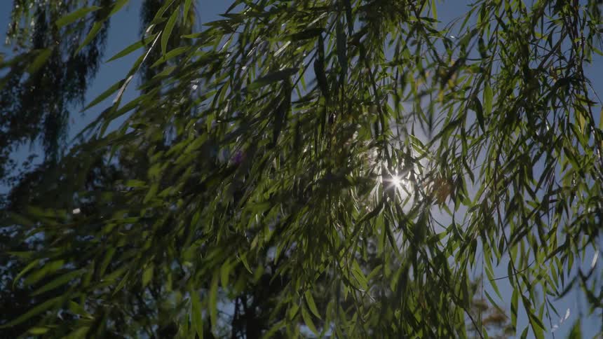 The sun shines through green tree branches