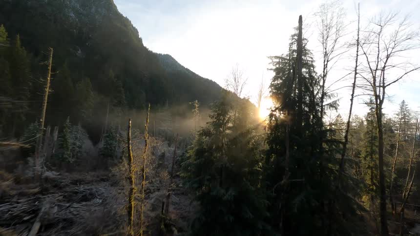 An FPV drone view of a flowing river and pine trees as sunlight shines through