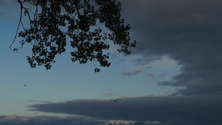 Landscape of tree branches being silhouetted against the sky in the evening