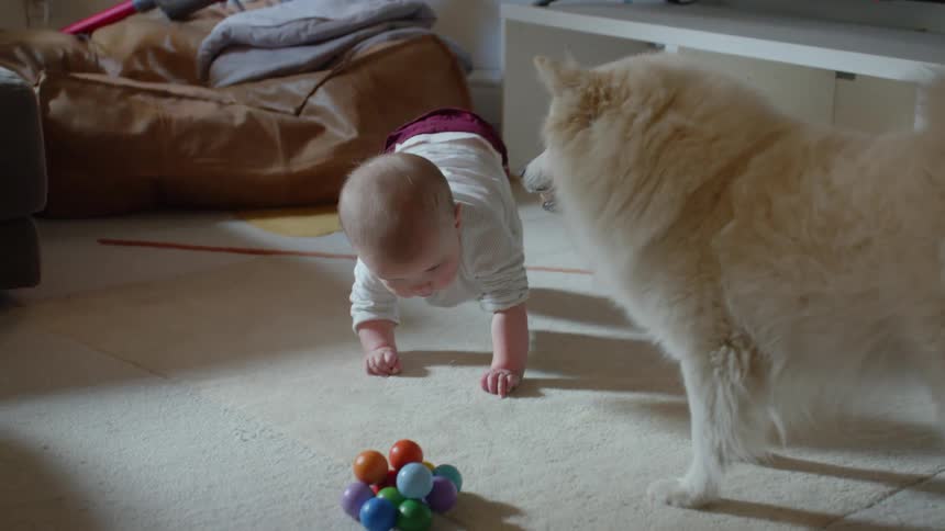 Baby crawls on carpet next to white dog in the living room