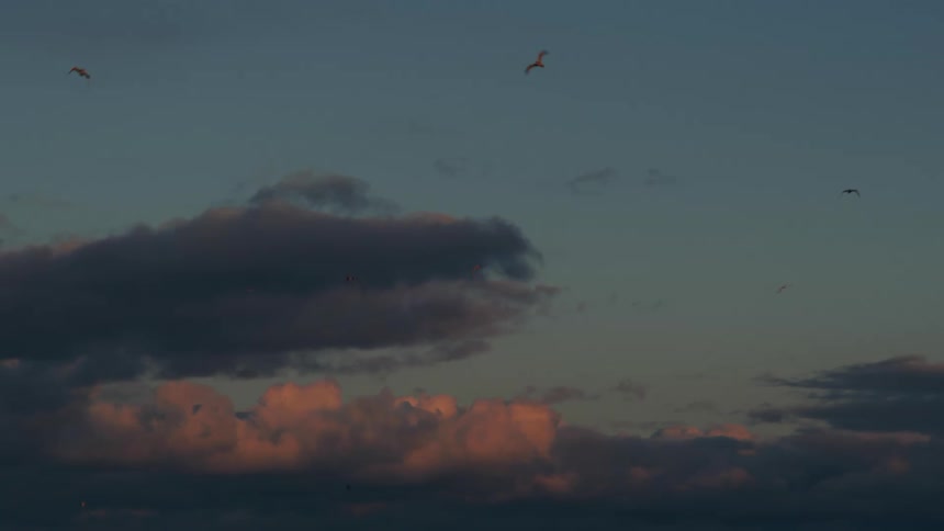 Birds are flying in the sky during sunset
