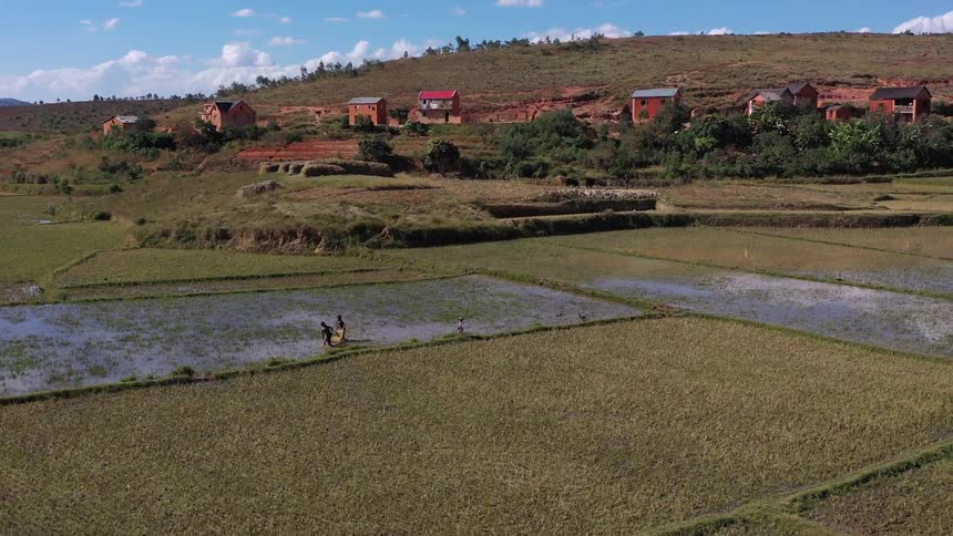 Aerial view pulling away from terrace cropping farm possibly rice paddy with two people entering water for harvest