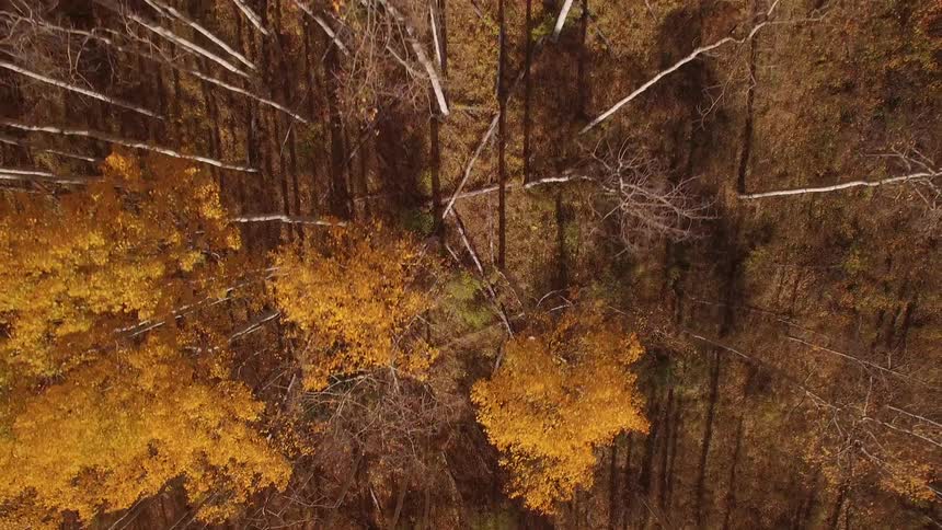 Top down aerial view of the yellow foliage of trees on a forest