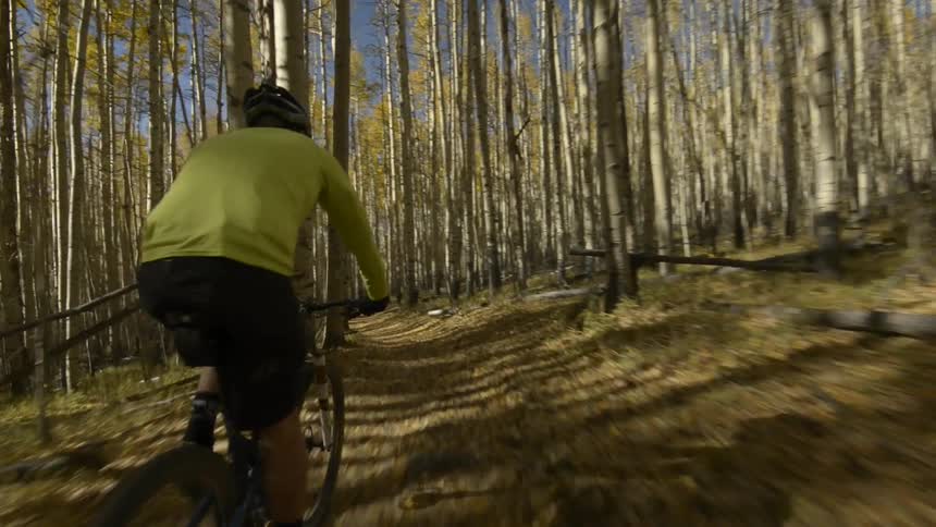 Back of a man pedaling a bicycle on a path through the forest at morning