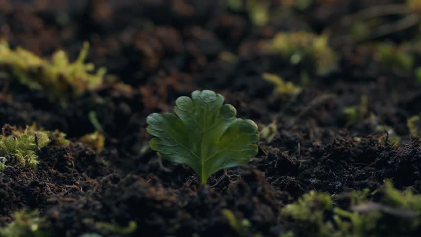 A closeup timelapse view of a leafy plant sprouting up through the soil