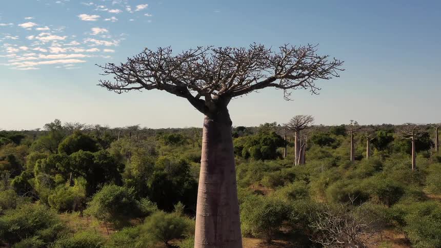 The land is covered with trees and bushes