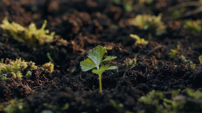 Time lapse close up of the green leafs of a plant growing from the ground