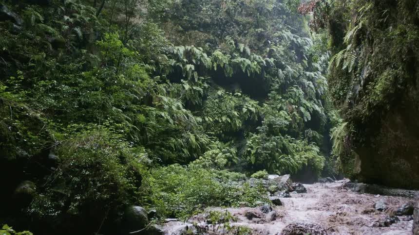 The sun shines as a stream flows over rocks in the woods among green plants and trees