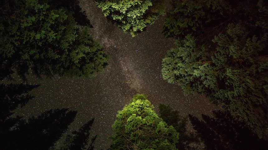 The stars flow over the forest