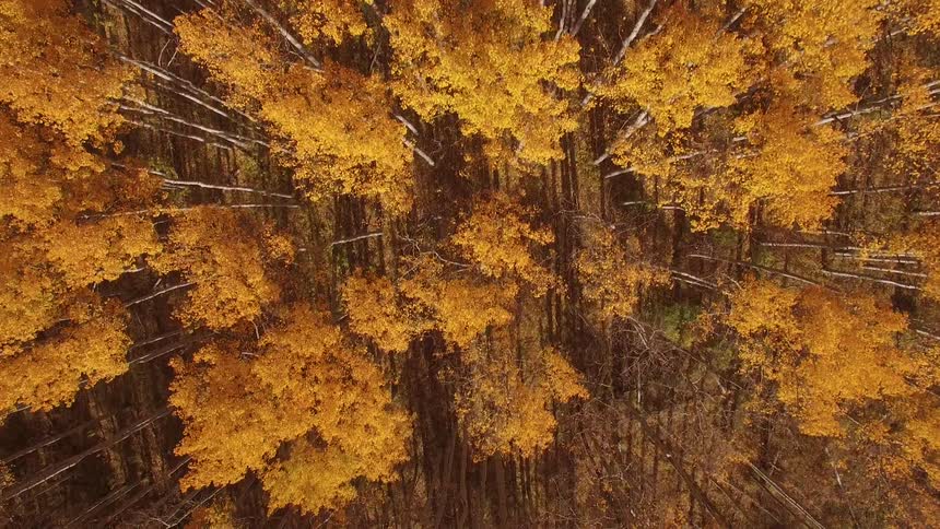 Aerial view of brown tall trees in the woods