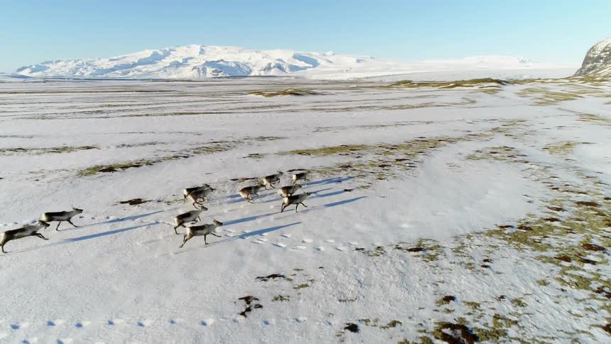 Goats sprint through a snowy field