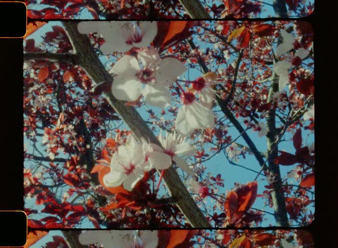 Colorful flowers grow on tall tree branches