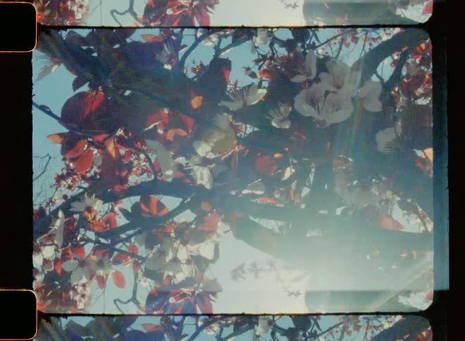 The tree is full of red and white leaves