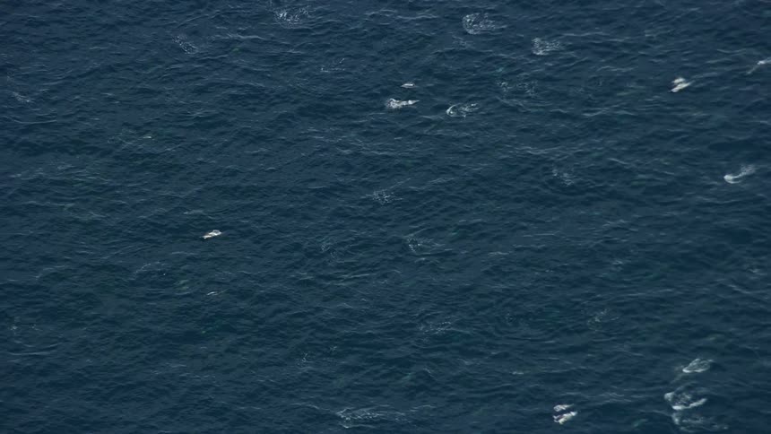 A pod of breaching dolphins are seen swimming in open ocean waters in Southern California from a aerial stock footage
