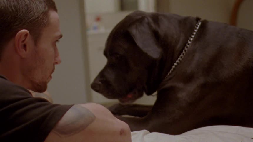 Man has a brief staring contest with his dog before giving the animal a treat and petting it
