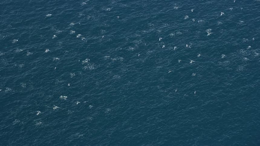 Aerial footage of a dolphin pod breaching in open waters off the coast of Southern California