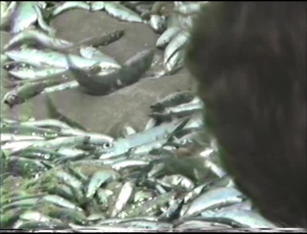 A man dumps live fish on the sand as people watch and walk through them