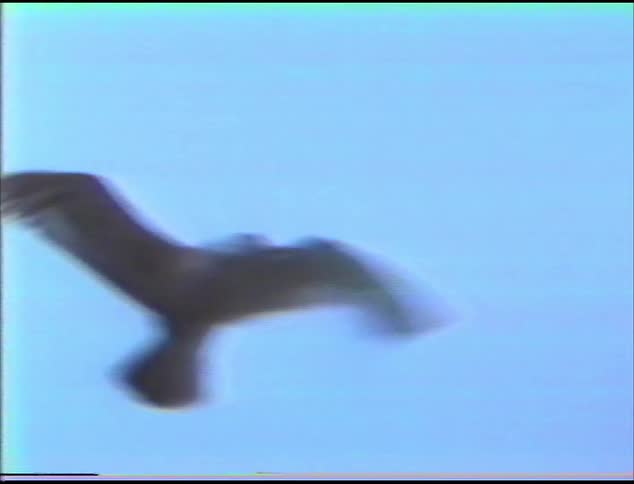 A seagull flying in the sky flapping its wings with the sky and clouds above