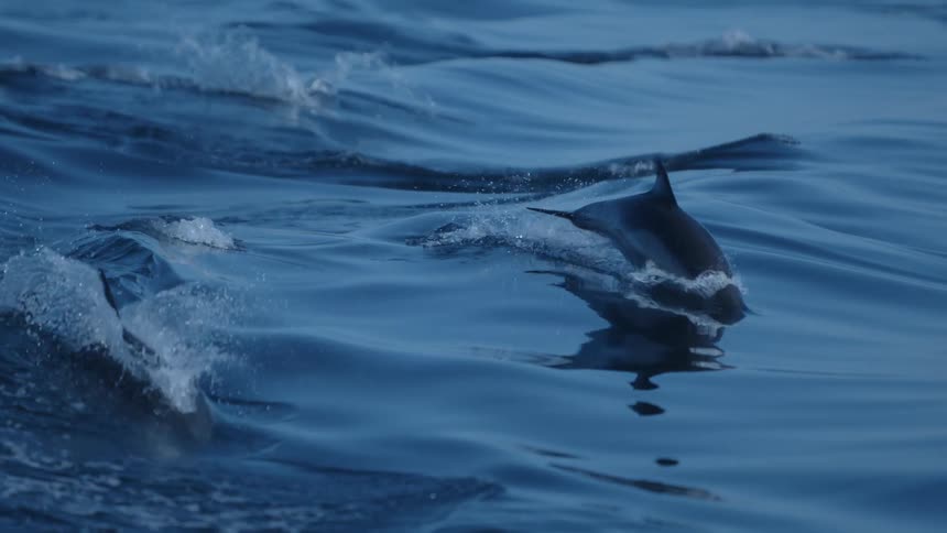 Dolphins leap out of water