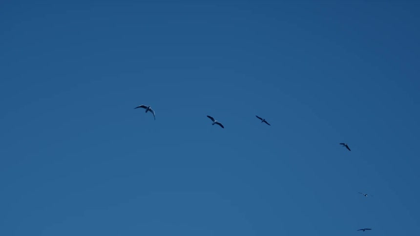 A flock of large black birds flying above against a clear blue sky