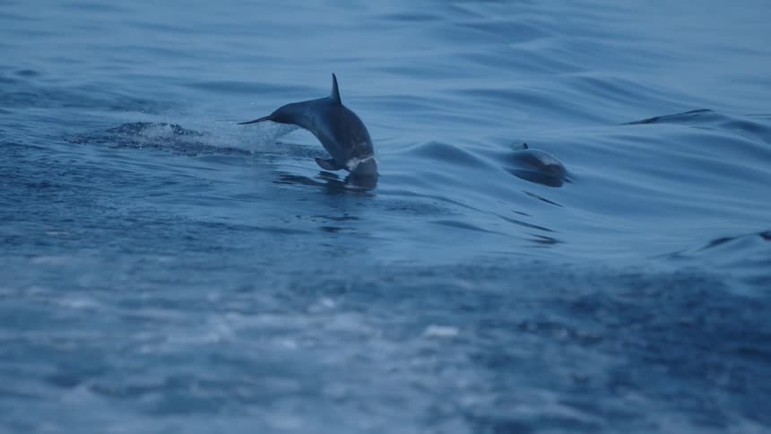 Slow motion view of dolphins swimming in the water