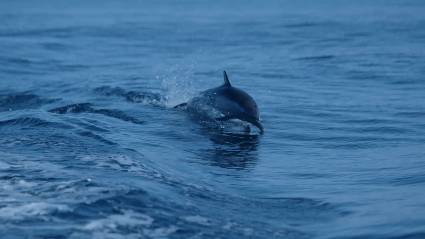Dolphin leaps slightly out of water while swimming along ocean surface