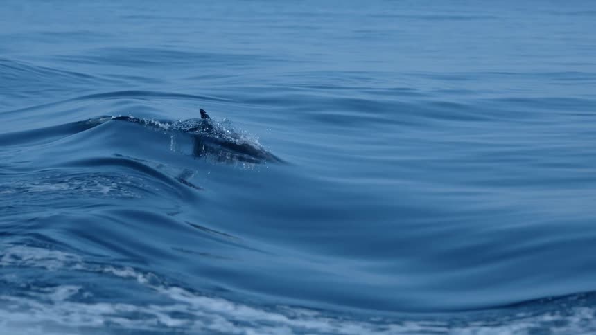 The view is of the ocean and you can see a dolphin