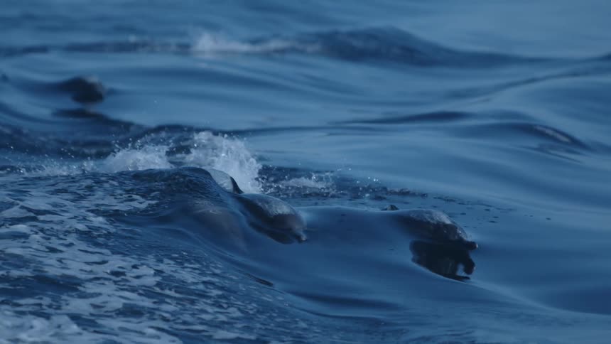 A group of dolphins swimming near the surface of the water and jumping out just over the surface of the water