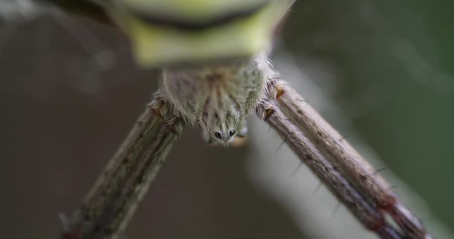 A close up of a wild spider in nature with fuzzy legs and a body