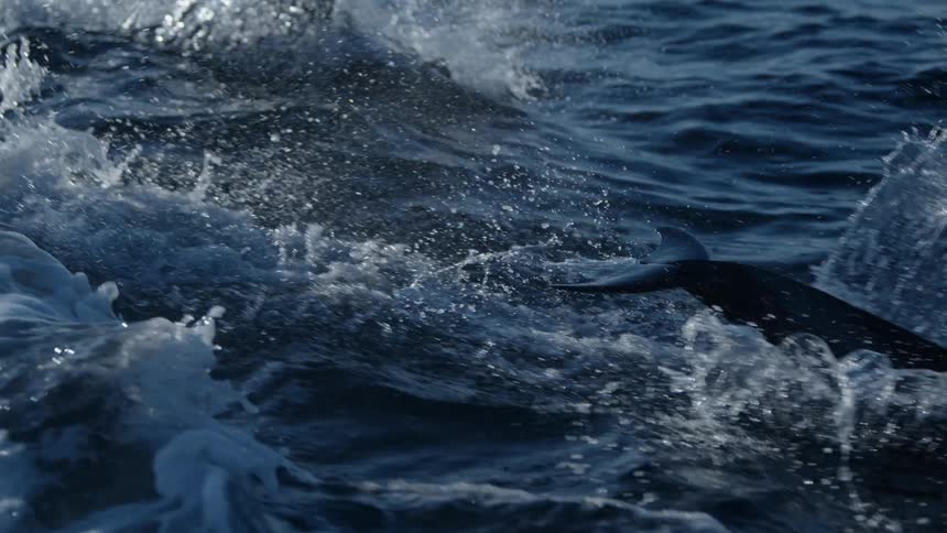 A group of dolphins swimming in the ocean water