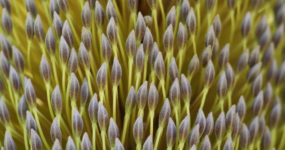 Close up view of flowers in a field is displayed