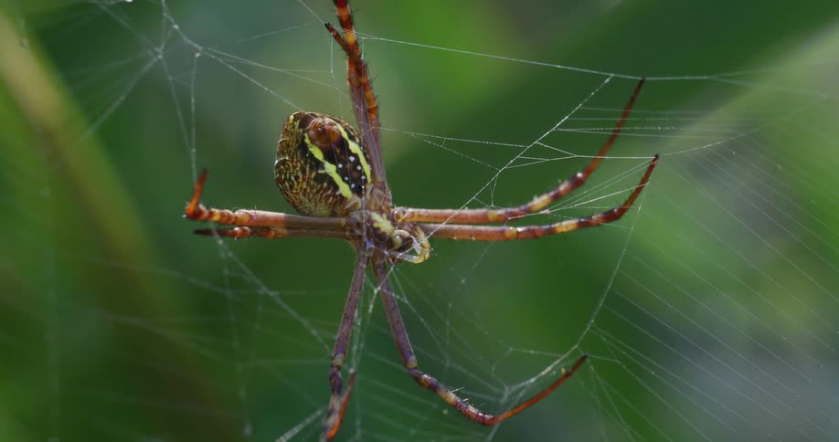 Close up of argiope keyserlingi spider sitting on its web