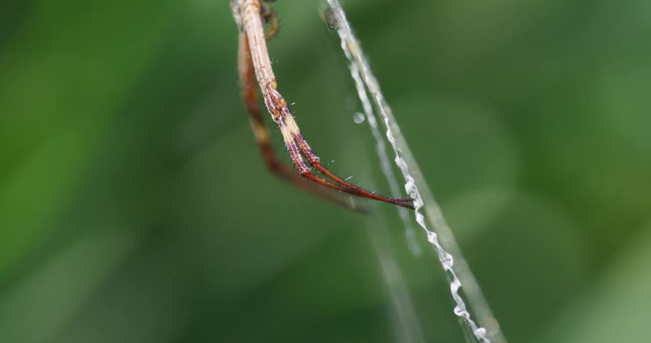 Close up view of a spider on a web is displayed outdoors