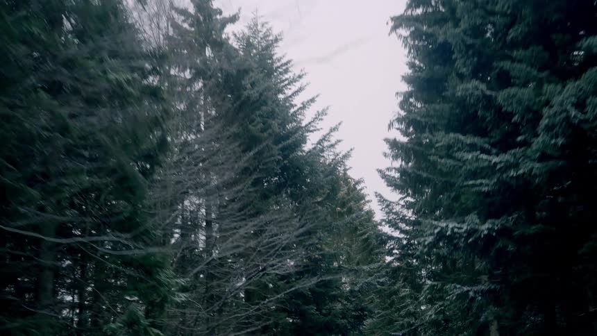 Snow is on branches of trees in the forest on a winter day